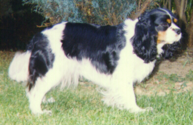 Elizabeth Kamar&aacute;di z Vy&scaron;ehradu