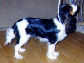 Anucca Janetka